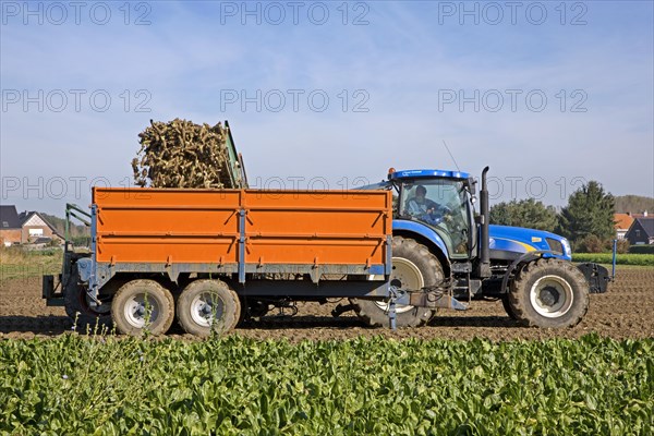 Field with cultivated chicory plants being raised by tractor with harvester