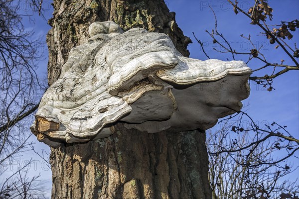 Tinder bracket fungus