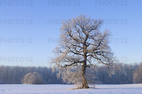 Common oak