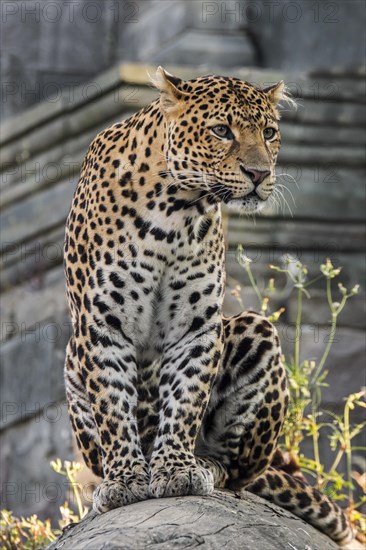 Javan leopard