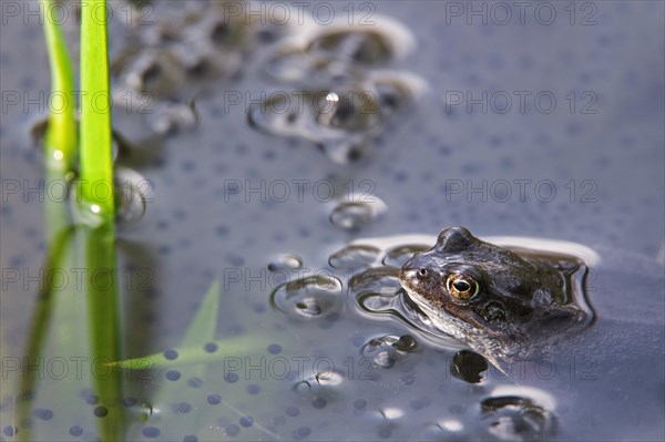 European common brown frog