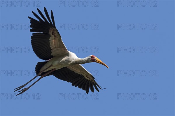 Yellow-billed stork