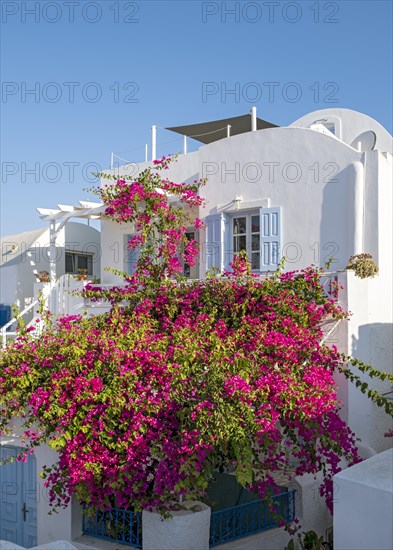 White house with Bougainvillea Bush