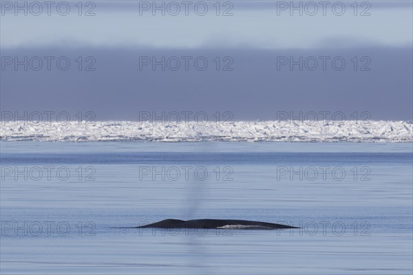 Blow through blowhole of blue whale