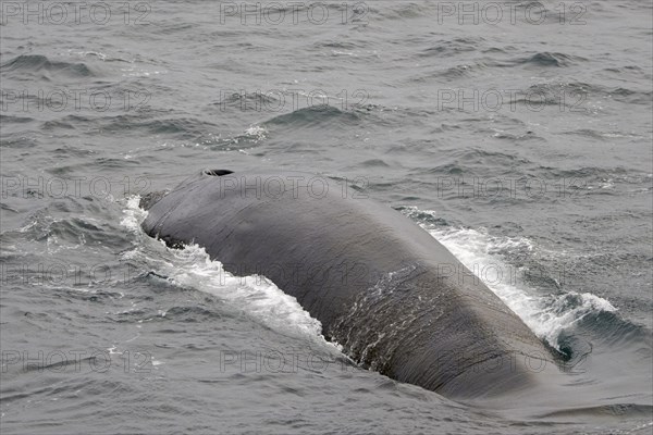 Fin whale