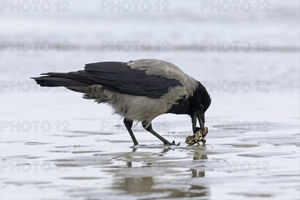 Northern European hooded crow