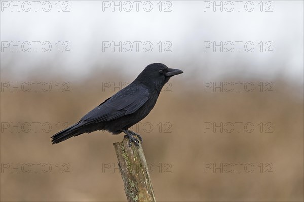 Carrion crow