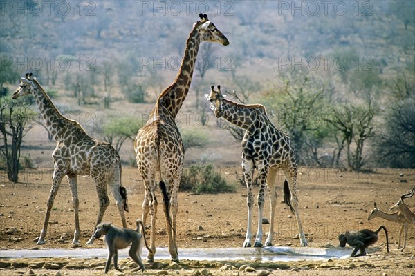 Giraffes