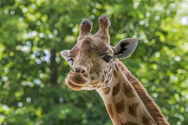 Kordofan giraffe