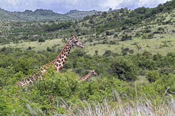 South African giraffe