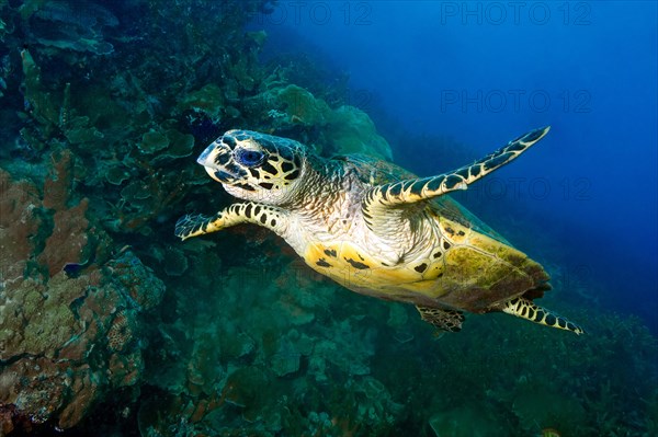 Hawksbill turtle