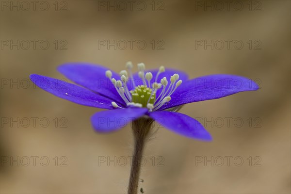 Common Hepatica