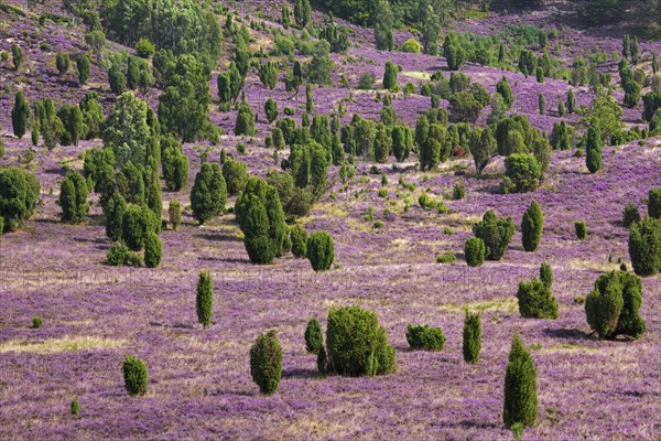 Lueneburg Heath