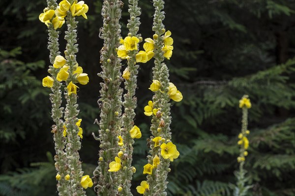 Great mullein