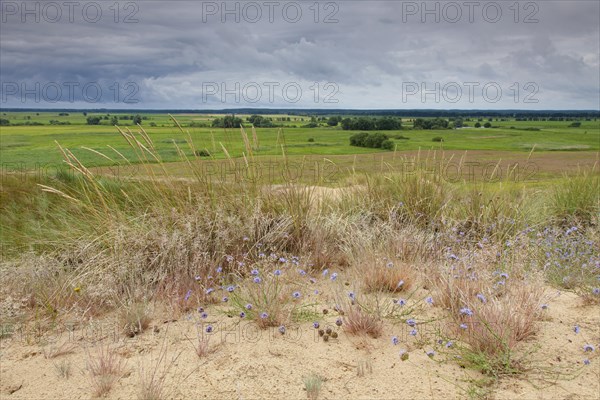 Inland Dunes by Klein Schmoelen near the Elbe river