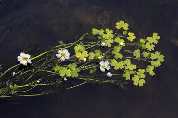 Common water-crowfoot