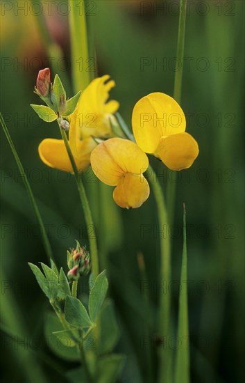 Common bird's-foot trefoil