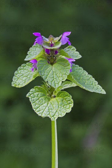 Red deadnettle