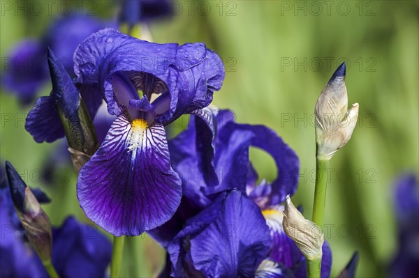 German Iris