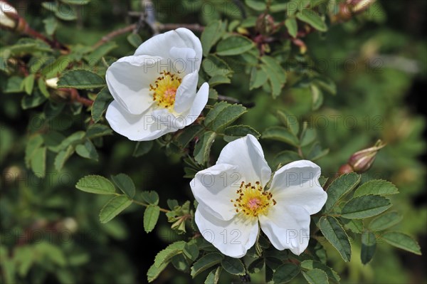 Burnet roses