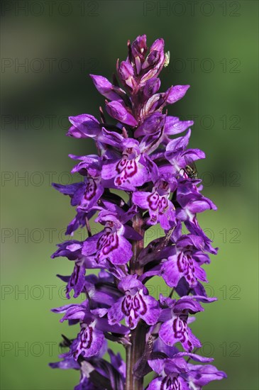 Broad-leaved Marsh Orchid