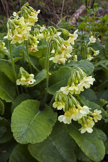 True oxlip