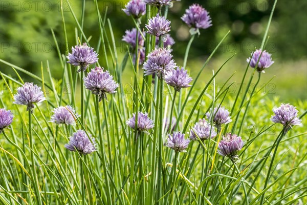 Chives