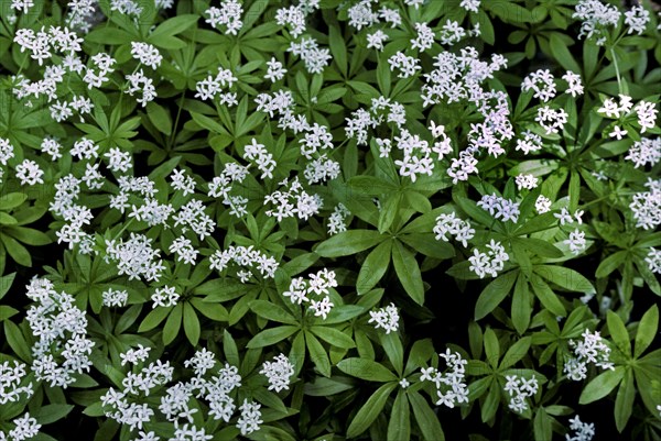 Sweet woodruff