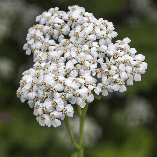 Common yarrow