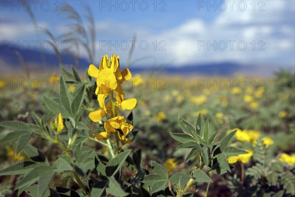 Yellow flowers blooming in the Sossusvlei