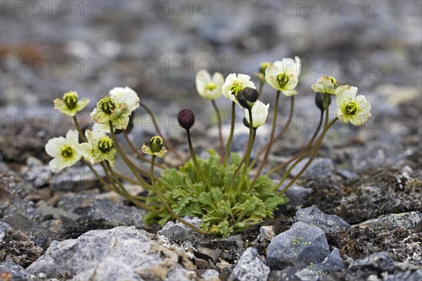 Svalbard poppy