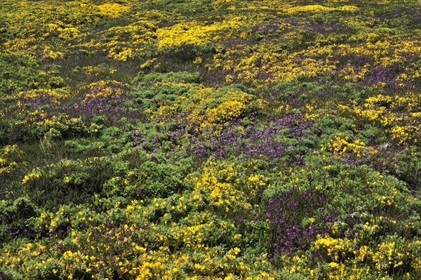 Flowering heather and gorse on top of cliff at the Pointe du Raz at Plogoff