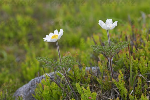 Alpine pasqueflowers