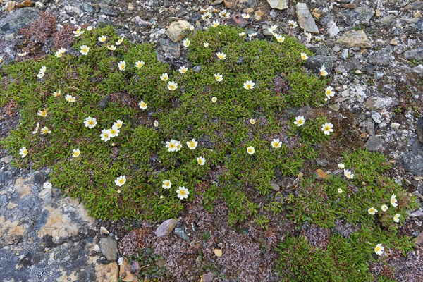 Mountain avens