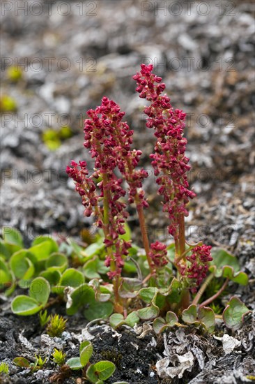 Mountain sorrel