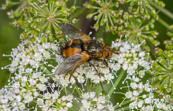 Parasite fly