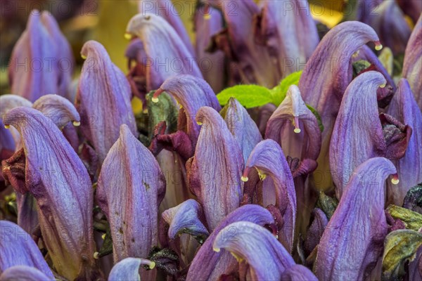 Purple toothwort