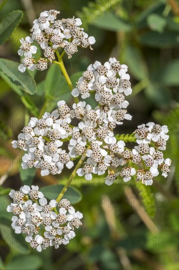 Common yarrow