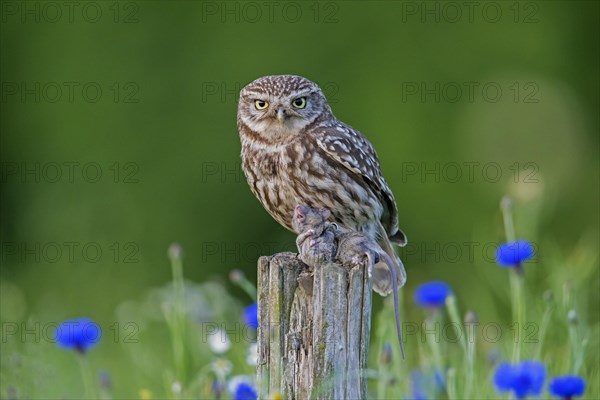 Ringed little owl