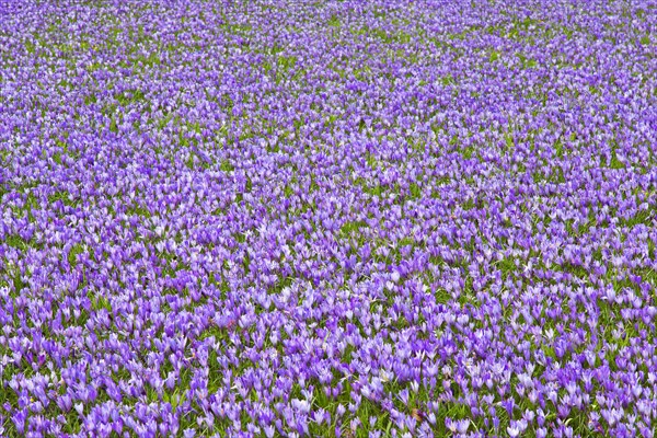 Purple carpet of blooming crocuses