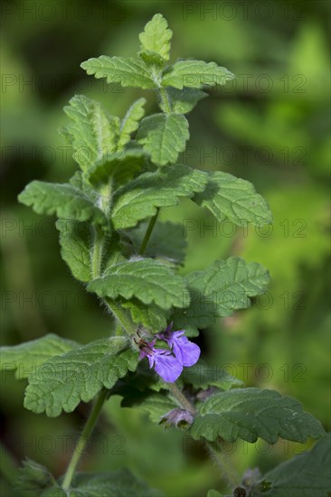 Water germander