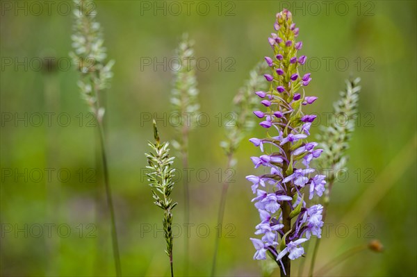 Fragrant orchid