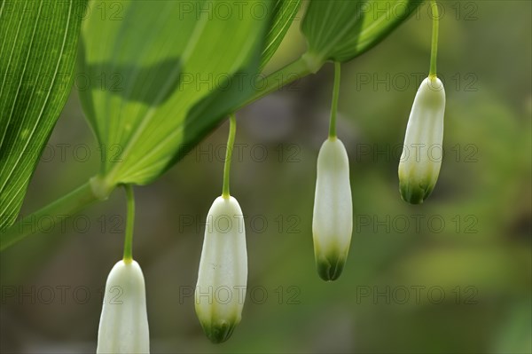 Angular Solomon's-seal