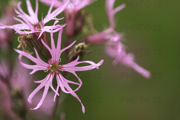 Ragged Robin