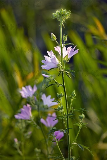 Musk-mallow