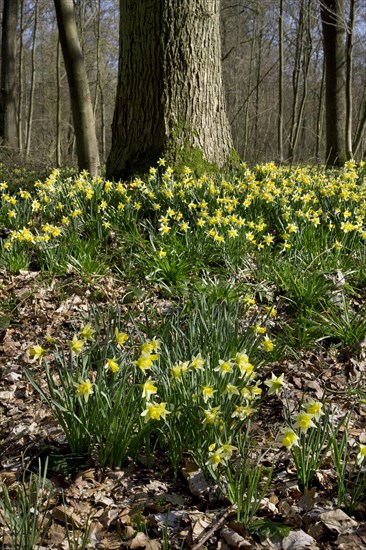 Wild daffodils