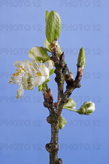 Plum tree