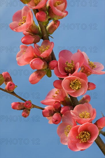 Japanese quince