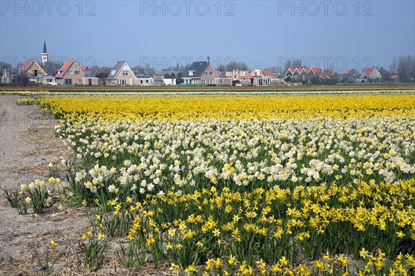 Colourful narcissus and daffodil