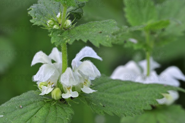 White deadnettle